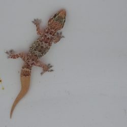 a resident
